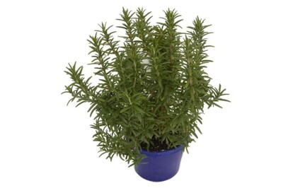 Rosemary - Tuscan Blue 150mm Pot (VN)
