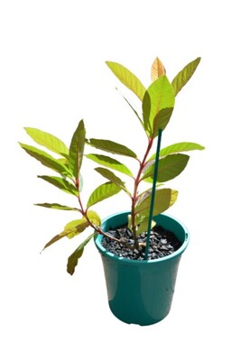 Psidium - Hawaiian Pink Guava 180mm Pot