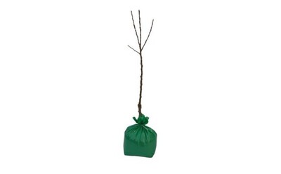 Pear - Sensation Dwarf - Wrapped Bag*