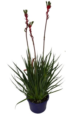 Anigozanthos Bush Dance - Kangaroo Paw 150mm Pot (VN)