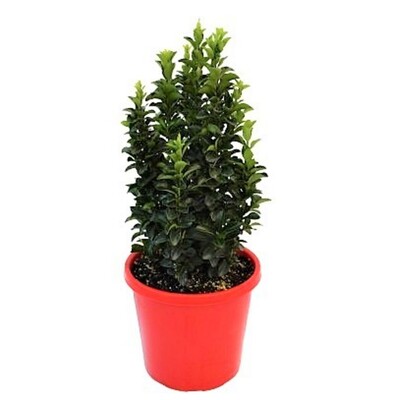 Euonymus Green Rocket - Japanese Spindle Bush 200mm Pot