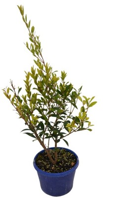 Acmena Smithii Minor 150mm