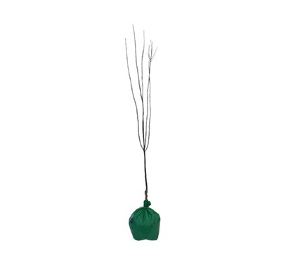 Apple - Granny Smith - Wrapped Bag