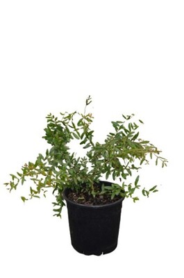 Punica - Dwarf Pomegranate 200mm