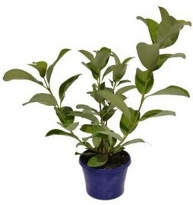 Viburnum - Sweet 150mm Pot (VN)