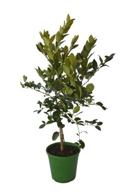 Lime - Kaffir Dwarf 250mm Pot