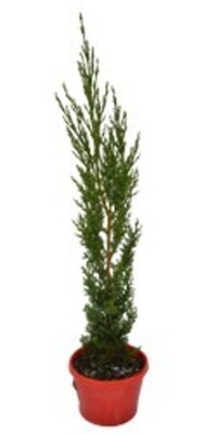 Cupressus - Nitschkes Needle 200mm Pot (VN)