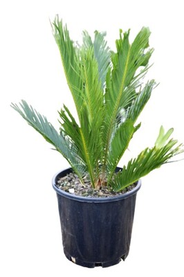 Cycad Revoluta - Sago Palm 200mm Pot