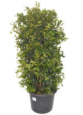 Syzygium - Resilience 400mm Pot