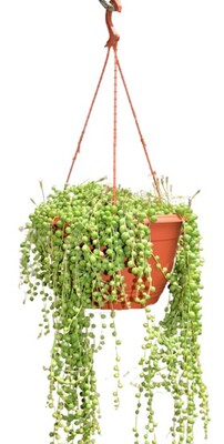 Senecio - String of Pearls 270mm Hanging Basket (VN)