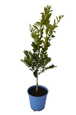 Mandarin - Imperial Dwarf 200mm Pot