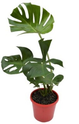 Monstera deliciosa - Fruit Salad Plant 200mm Pot (VN)