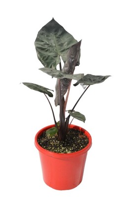 Alocasia - Yucatan Princess 200mm Pot (VN)
