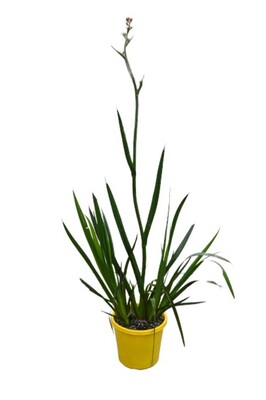 Anigozanthos Kings Park Royale - Kangaroo Paw 200mm Pot (VN)
