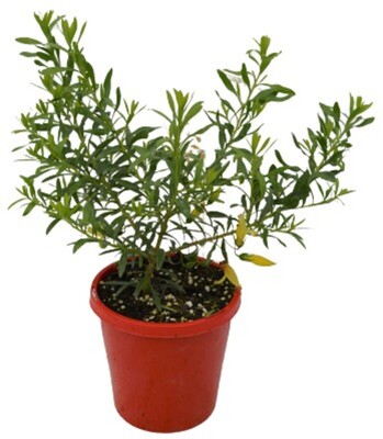 Eremophila - Yellow Emu Bush 150mm Pot (VN)
