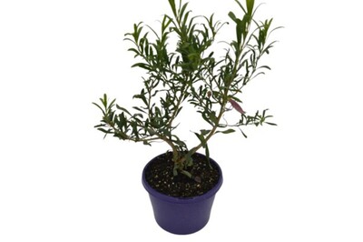 Eremophila maculata Purple - Emu Bush 150mm Pot (VN)
