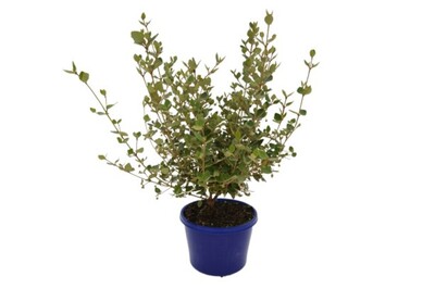 Correa - Orange Glow 150mm Pot (VN)