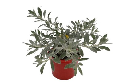 Eremophila - Kalbarri Carpet 150mm Pot (VN)