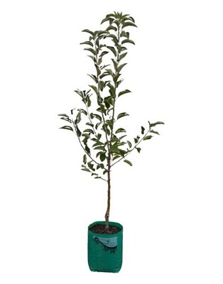 Apple - Golden Delicious Dwarf - 230mm Bagged