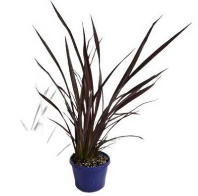 Phormium - Anna Red Flax 150mm Pot (VN)