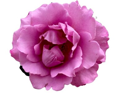 Rose 2ft Patio - Angel Face 250mm Pot (VN)