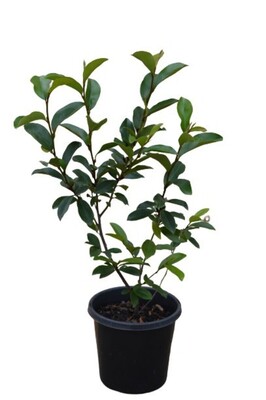 Magnolia - Port Wine 150mm Pot (VN)