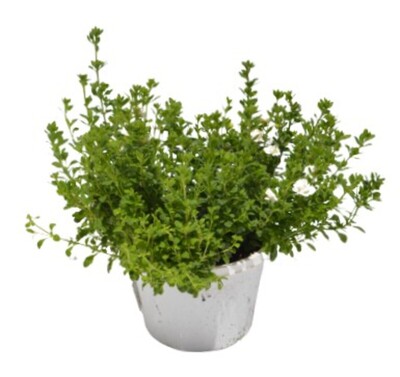 Bacopa - Scopia Double Snowball 150mm Pot (VN)