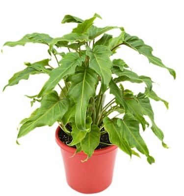 Philodendron - Xanadu 200mm Pot (VN)