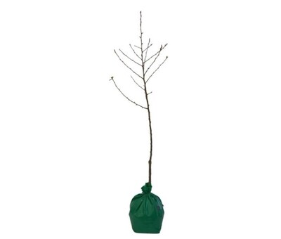 Prune - Splendour - Wrapped Bag