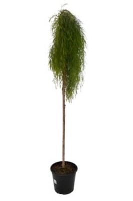 Acacia - Waterfall Standard 250mm Pot