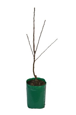 Plum - Coes Golden Drop - 230mm Bagged