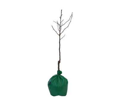 Plum - Narrabeen - Wrapped Bag