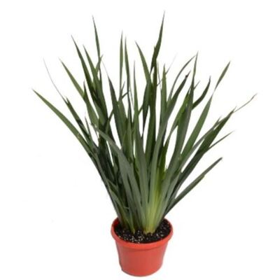 Dietes - Butterfly Iris 150mm Pot (VN)