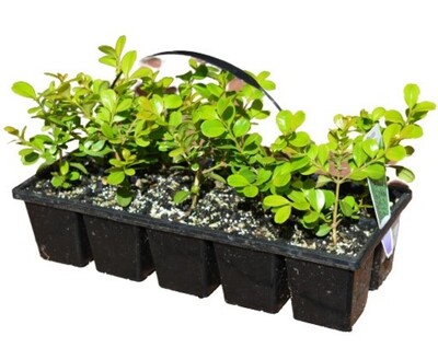 Buxus Japonica - Japanese Box 10 Pack