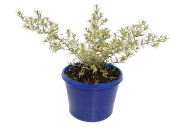 Westringia Lilac and Lace - Coastal Rosemary 150mm Pot (VN)