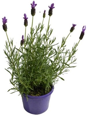 Lavender Sensation - Purple 150mm Pot (VN)