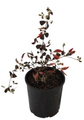 Gastrolobium - Brown Butterfly 140mm Pot
