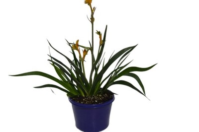 Anigozanthos Bush Glow 150mm (VN)