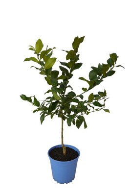 Lemon - Eureka Advanced Dwarf 250mm Pot