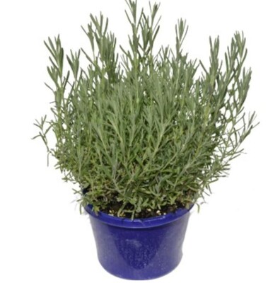 Lavandula - English Lavender 150mm Pot (VN)