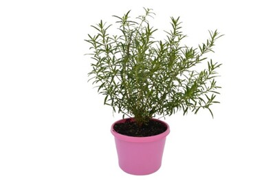 Prostanthera - Poorinda Ballerina 150mm Pot (VN)