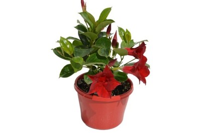 Mandevilla - Forever Red 150mm Pot (VN)