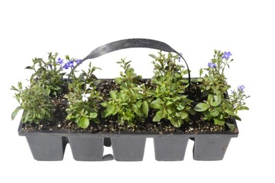 Lobelia - Riviera Blue Eyes 10 Pack