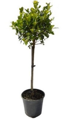 Ficus - Hillii Standard 300mm Pot