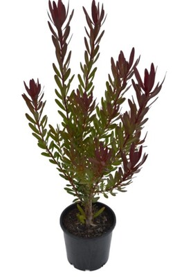 Leucadendron - Safari Sunset 200mm Pot