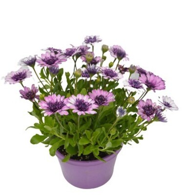 Osteospermum - 3D Violet Berry 150mm Pot (VN)