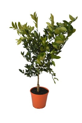 Orange - Leng Navel 250mm Pot