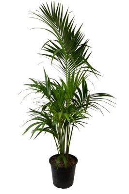 Howea - Kentia Palm 250mm Pot