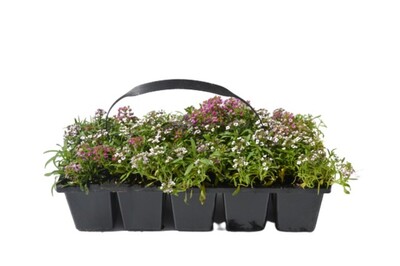 Alyssum - Easter Bonnet Mix 10 Pack