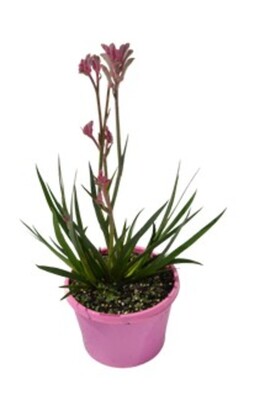 Anigozanthos Bush Pearl - Kangaroo Paw 150mm Pot (VN)